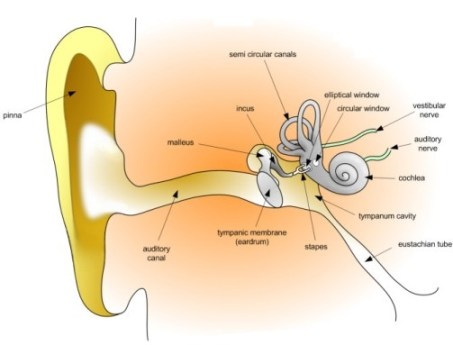 Inside a typical human ear